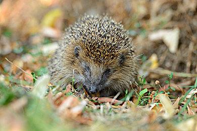 《小骨：英雄杀手》推出新DLC“神话包”全新内容上线